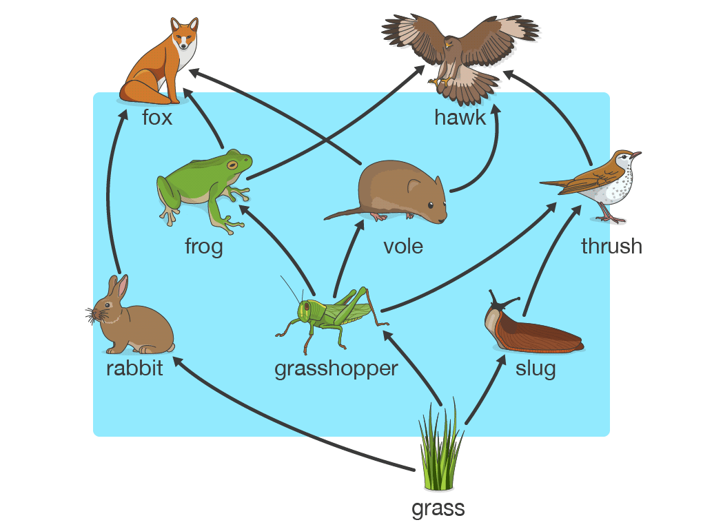 Food Web For Fields