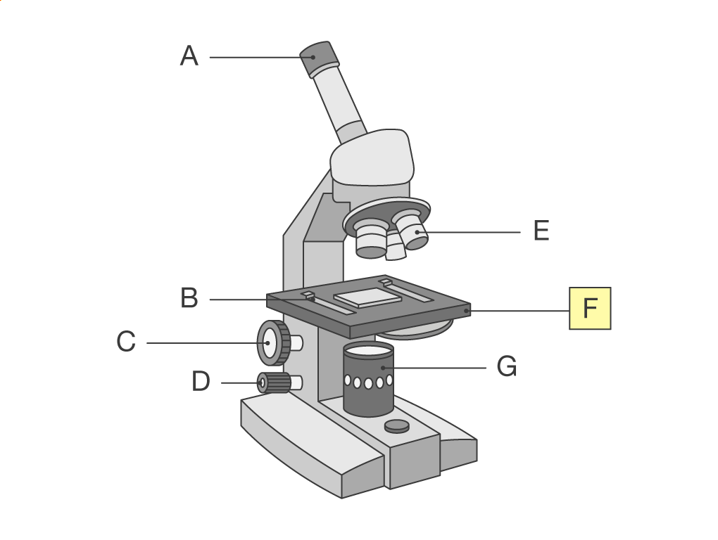 Compound Light Microscope Unlabeled