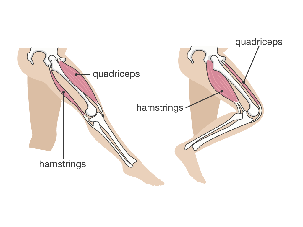 Ball And Socket Joint An Overview Sciencedirect Topics