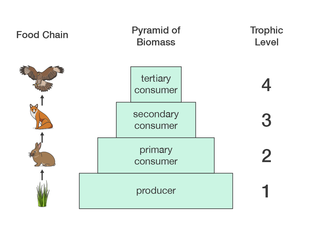 Show the pyramid of biomass.
